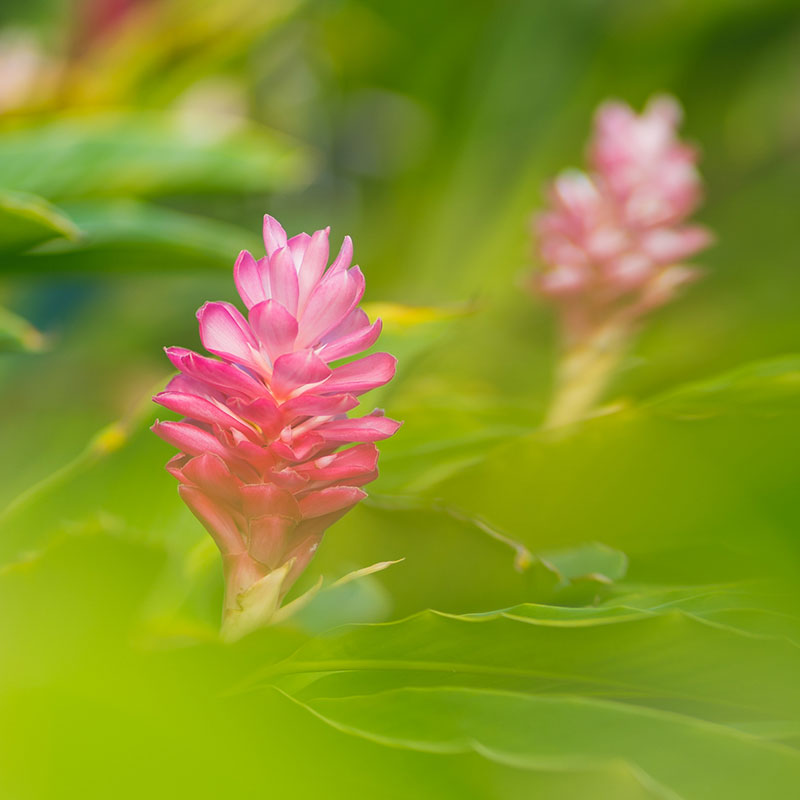 directory_garden_flowers.jpg