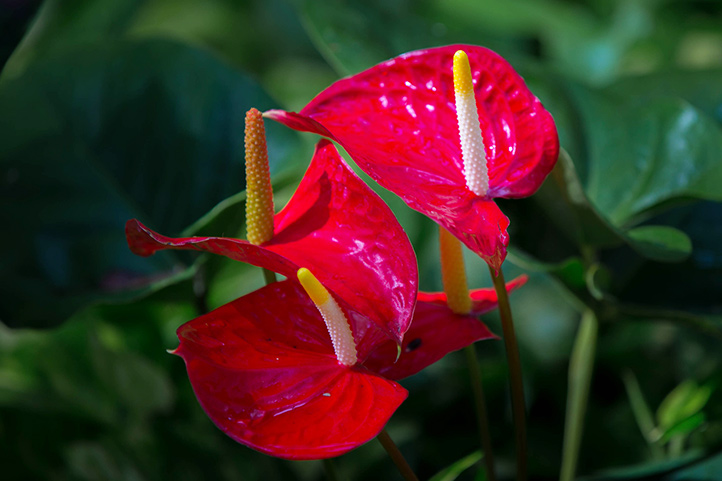 HKHweb_hotel_anthurium_722.jpg