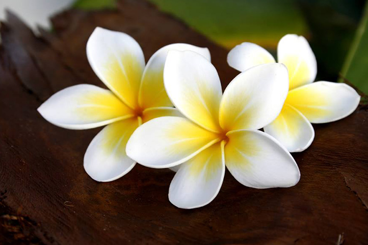 HKHweb_island_scenery-plumeria_722.jpg